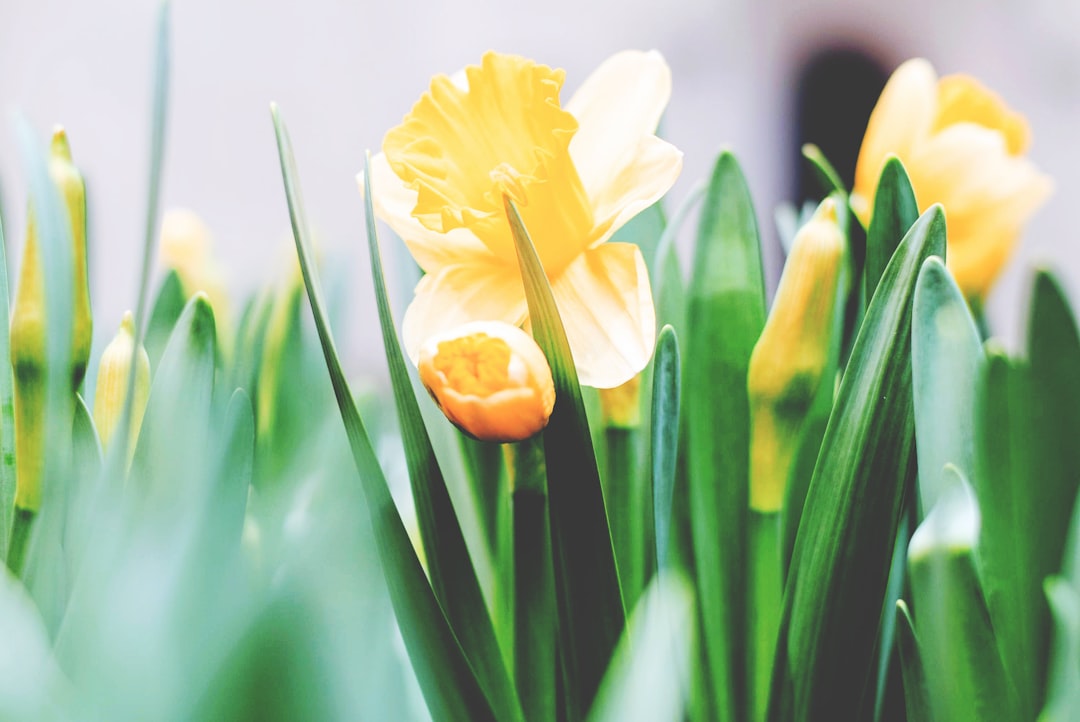 Photo easter